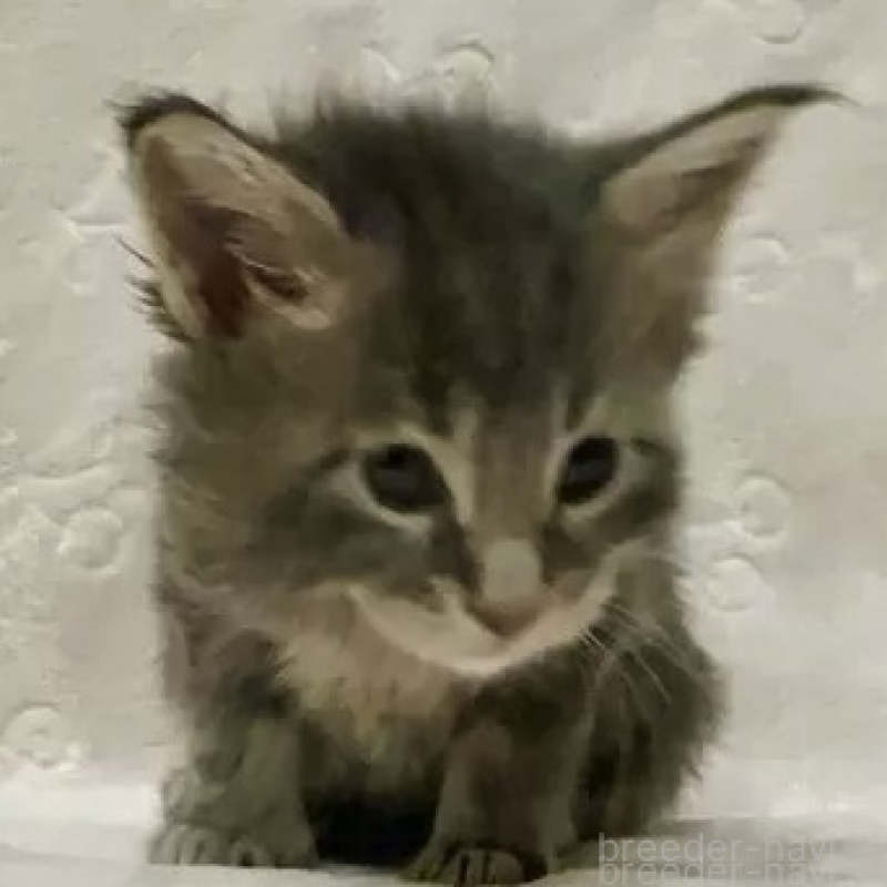 販売中の熊本県のメインクーン-138341の2枚目