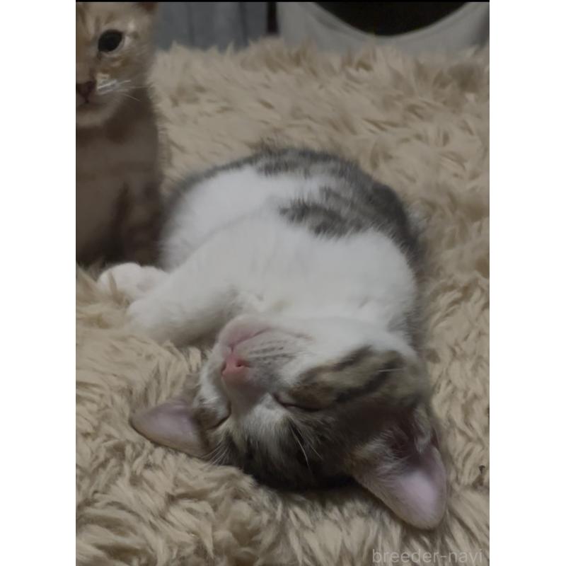 販売中の京都府のマンチカン(短足)-138342の11枚目