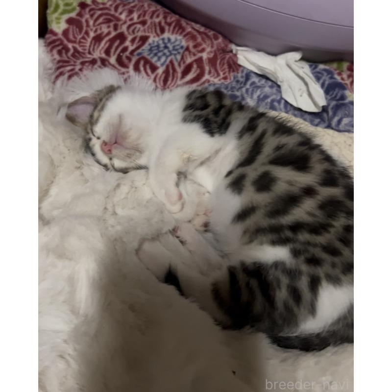 販売中の京都府のマンチカン(短足)-138342の9枚目