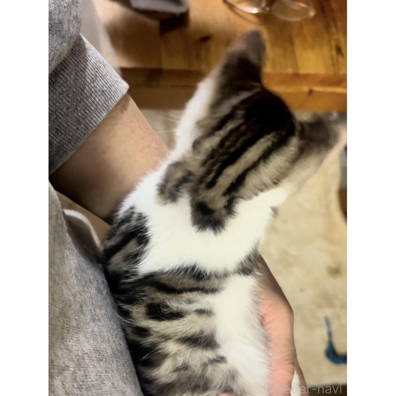 販売中の京都府のマンチカン(短足)-138342の6枚目