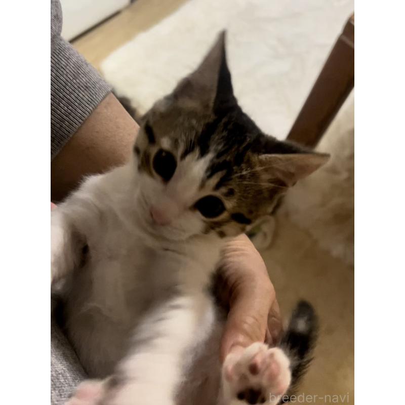 販売中の京都府のマンチカン(短足)-138342の5枚目