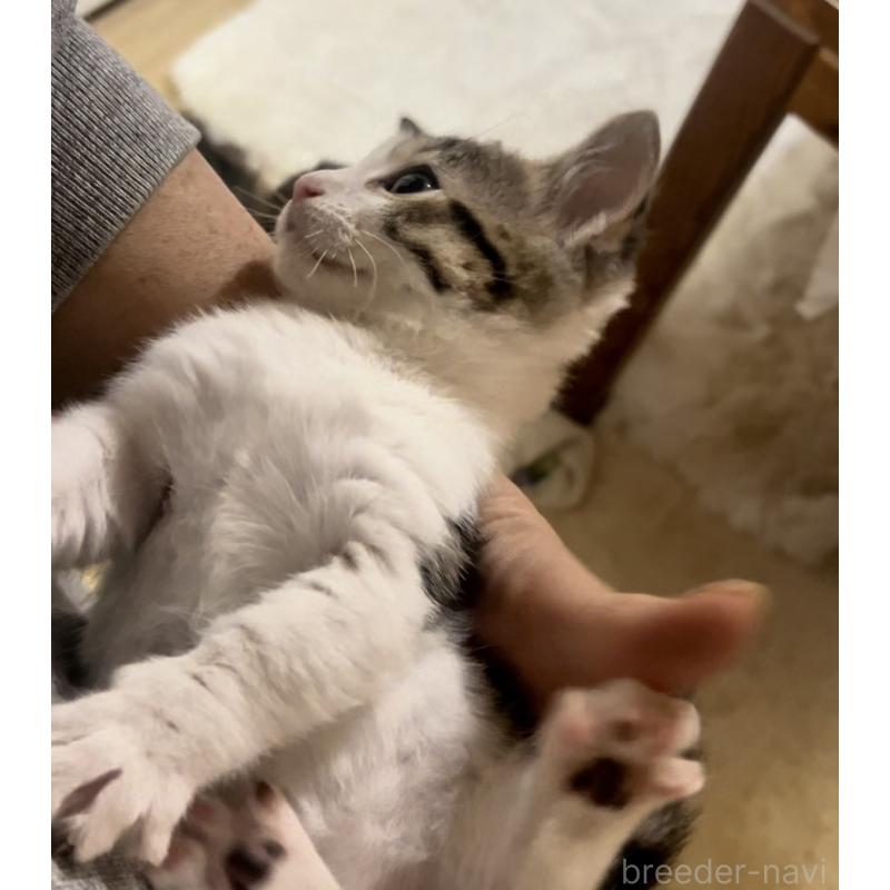 販売中の京都府のマンチカン(短足)-138342の4枚目