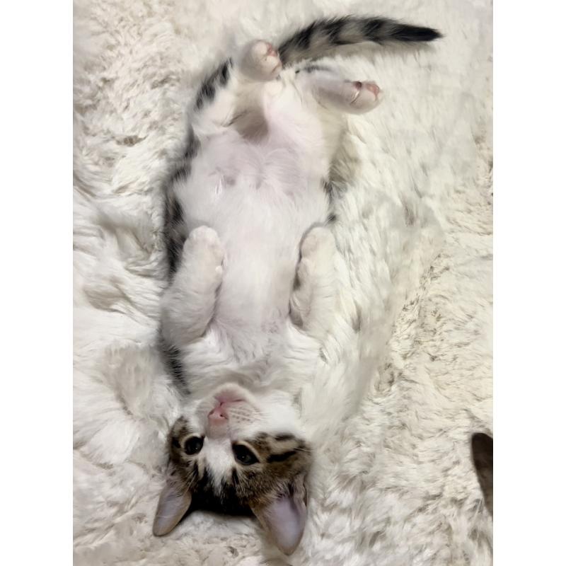 販売中の京都府のマンチカン(短足)-138342の3枚目