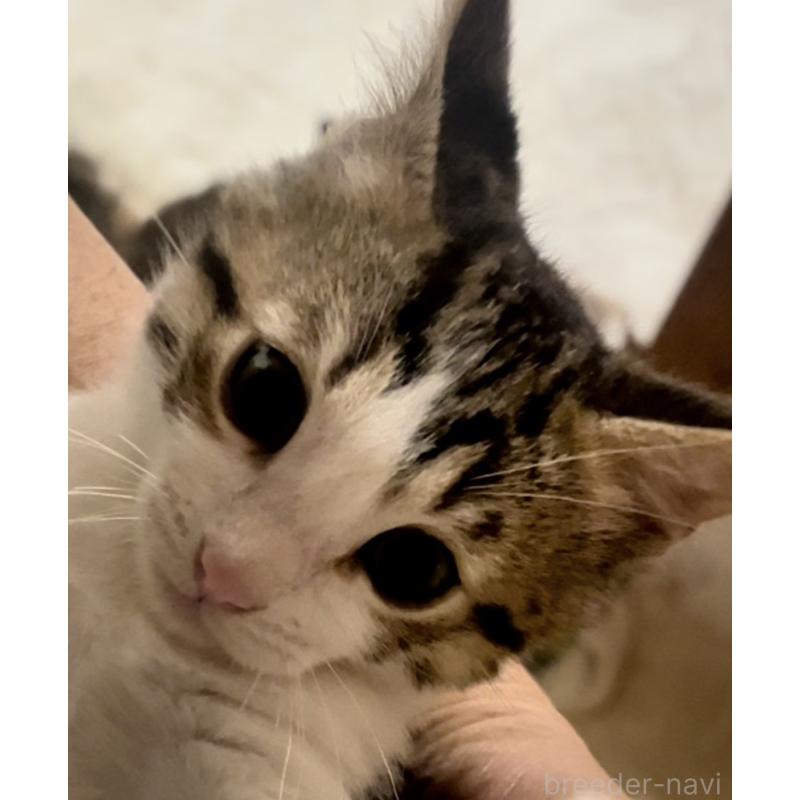 販売中の京都府のマンチカン(短足)-138342の2枚目