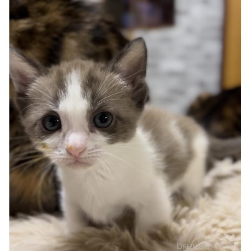 販売中の京都府のマンチカン-138343の10枚目