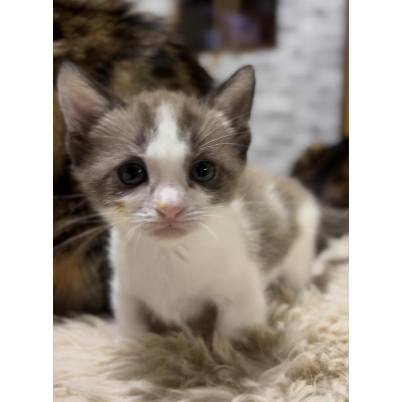 販売中の京都府のマンチカン-138343の9枚目