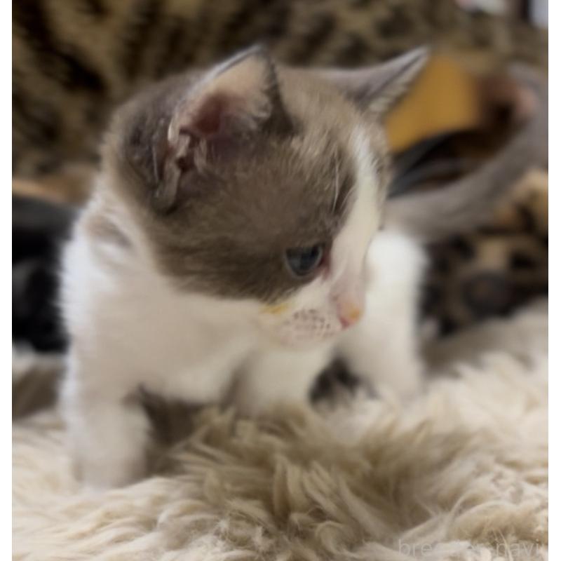 販売中の京都府のマンチカン-138343の8枚目