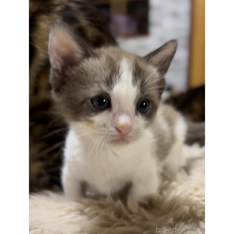 販売中の京都府のマンチカン-138343の7枚目