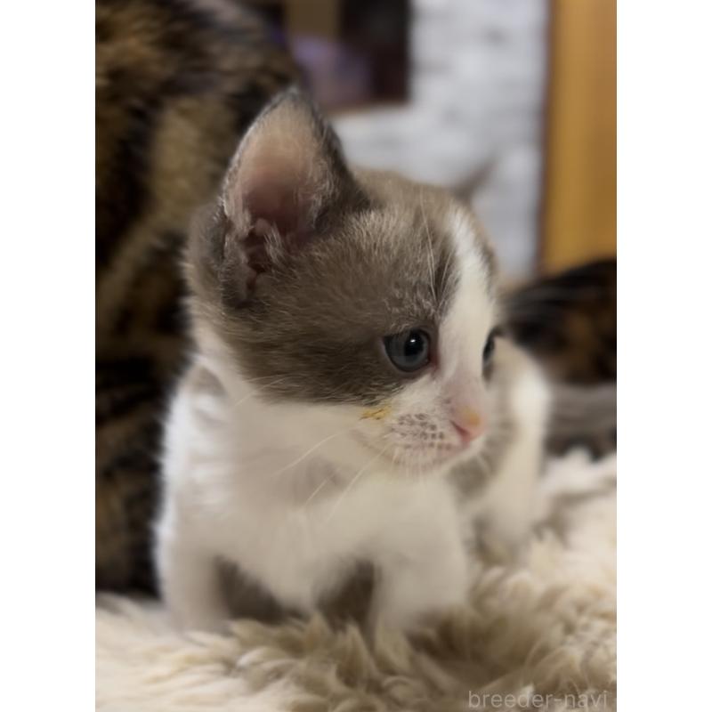 販売中の京都府のマンチカン-138343の6枚目