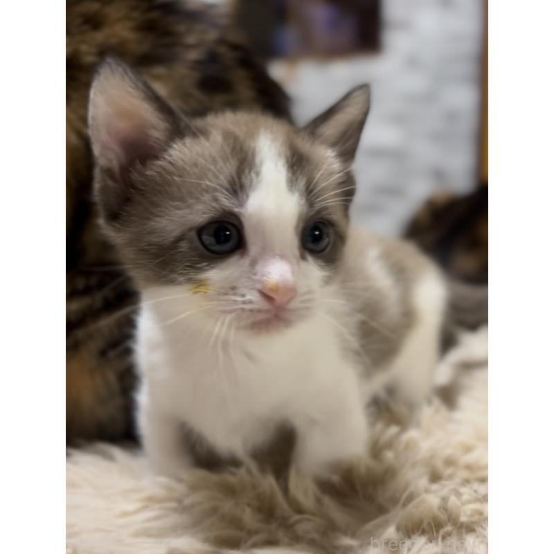 販売中の京都府のマンチカン-138343の5枚目