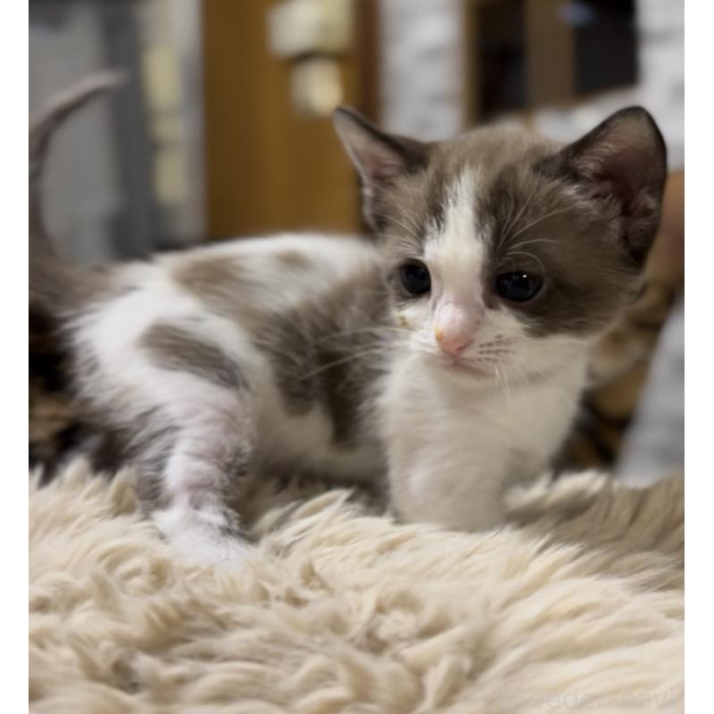 販売中の京都府のマンチカン-138343の4枚目