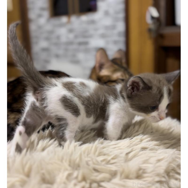 販売中の京都府のマンチカン-138343の3枚目