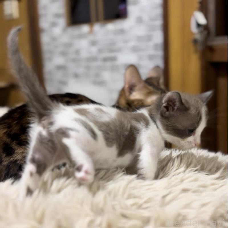 販売中の京都府のマンチカン-138343の2枚目