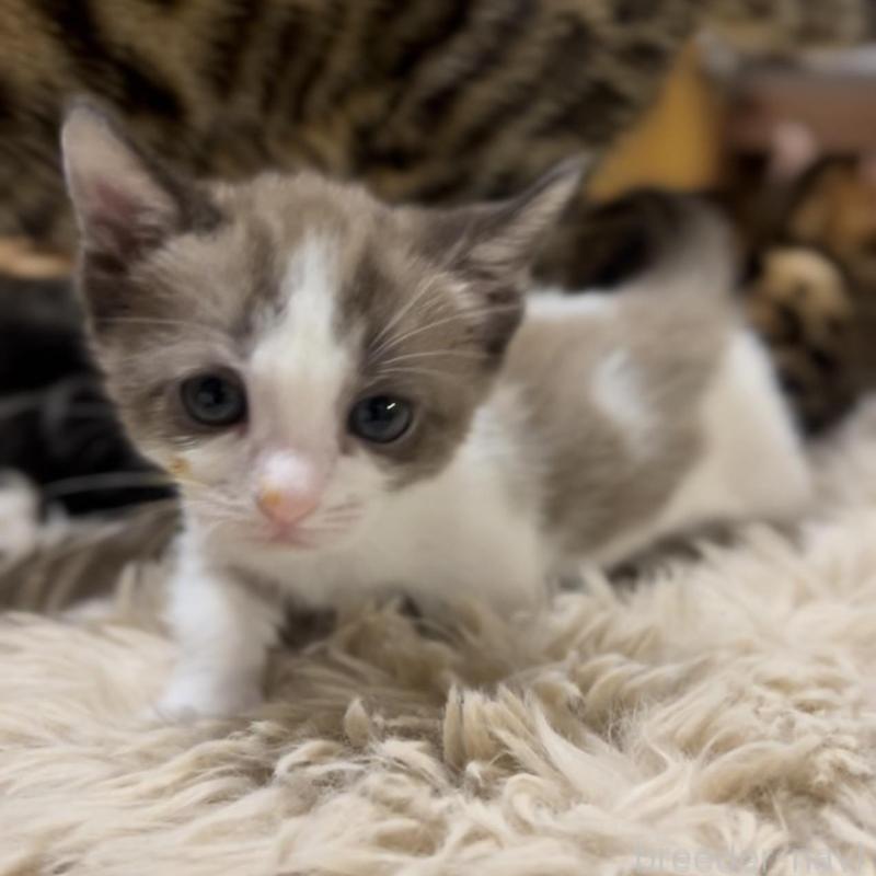 販売中の京都府のマンチカン-138343の1枚目