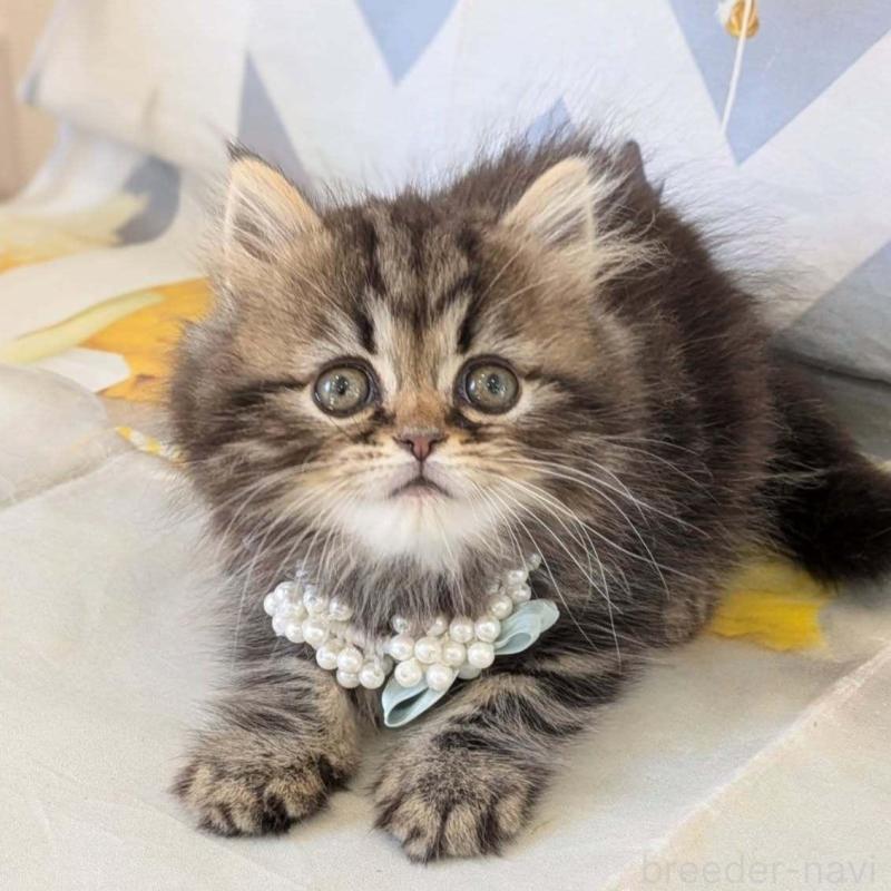 販売中の埼玉県のミヌエット-138344の6枚目