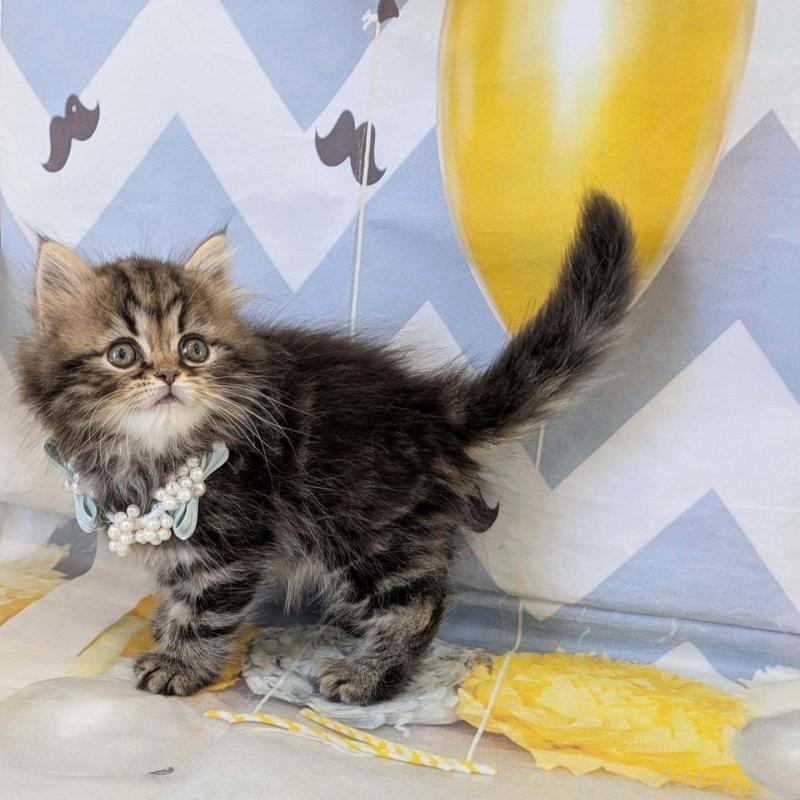 販売中の埼玉県のミヌエット-138344の5枚目