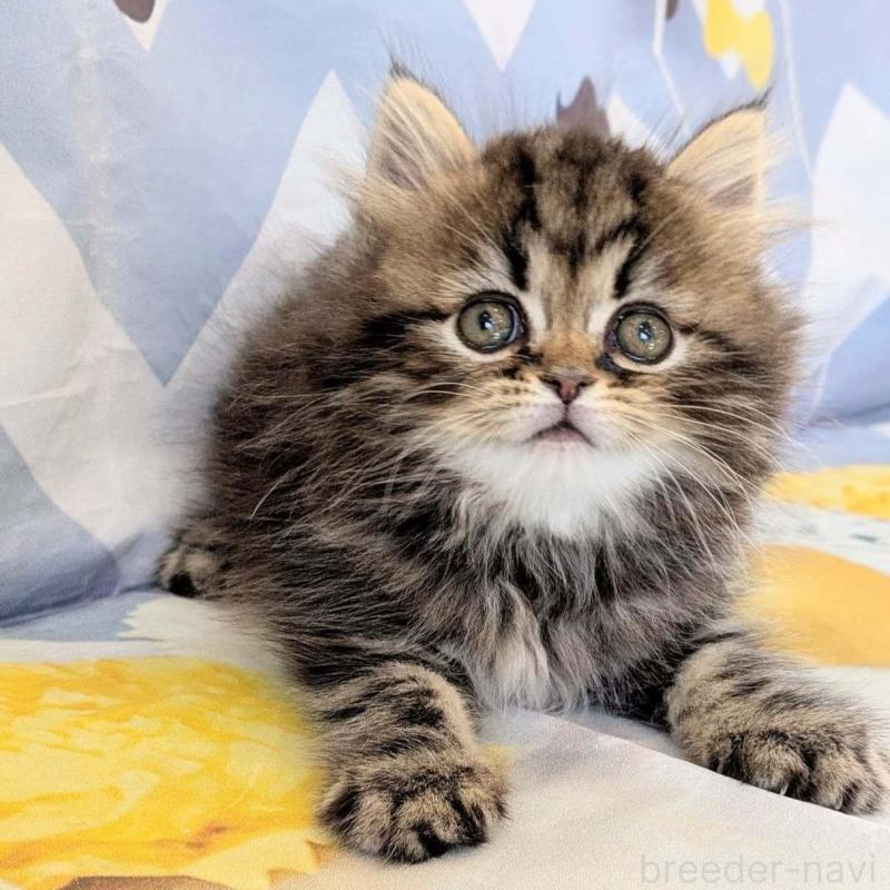 販売中の埼玉県のミヌエット-138344の4枚目