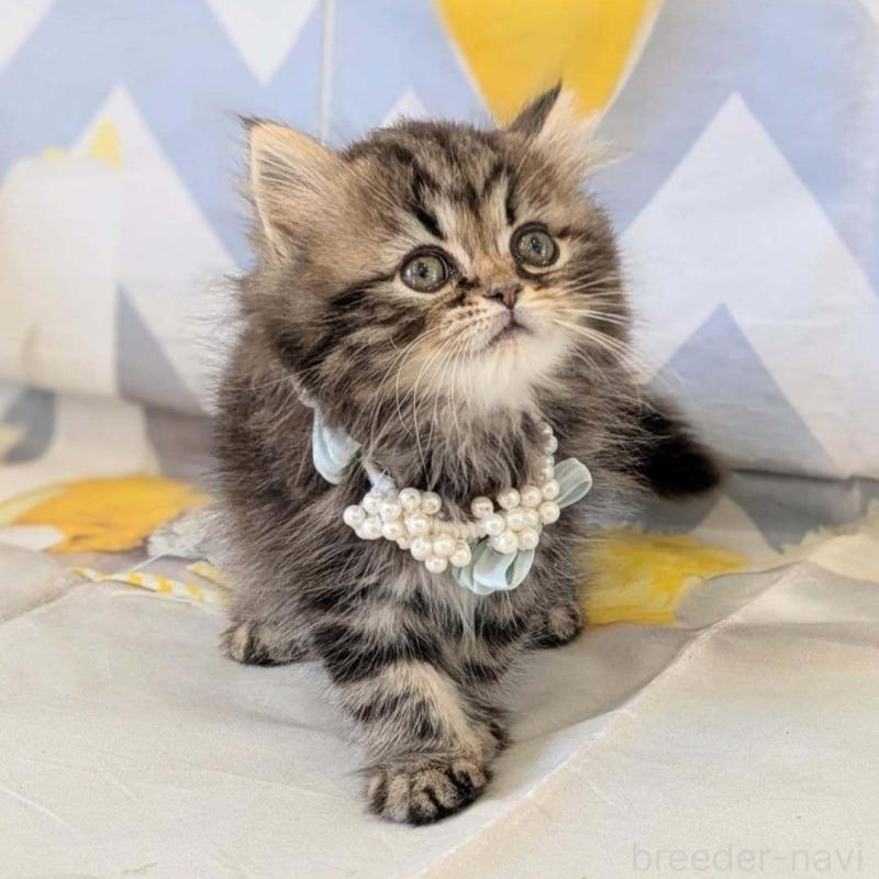 販売中の埼玉県のミヌエット-138344の3枚目