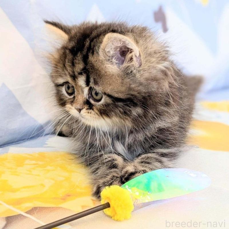 販売中の埼玉県のミヌエット-138344の2枚目