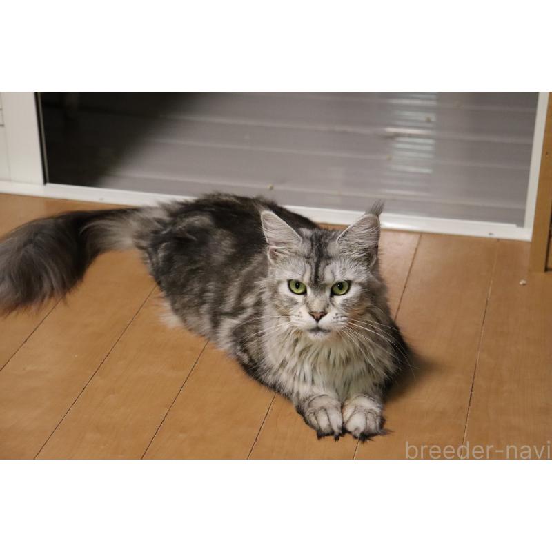 販売中の千葉県のメインクーン-138347の5枚目