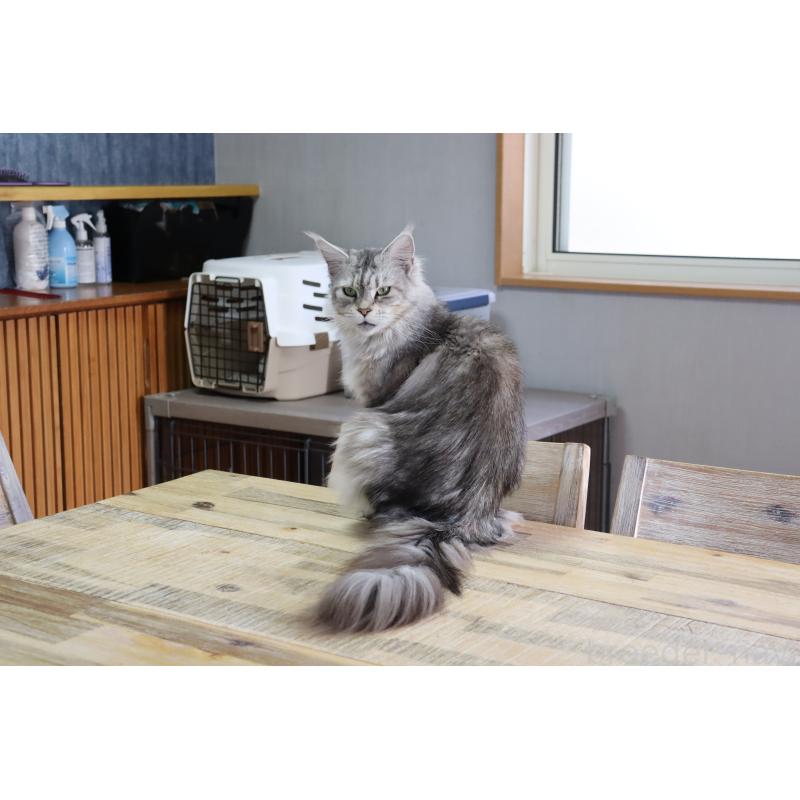 販売中の千葉県のメインクーン-138347の4枚目