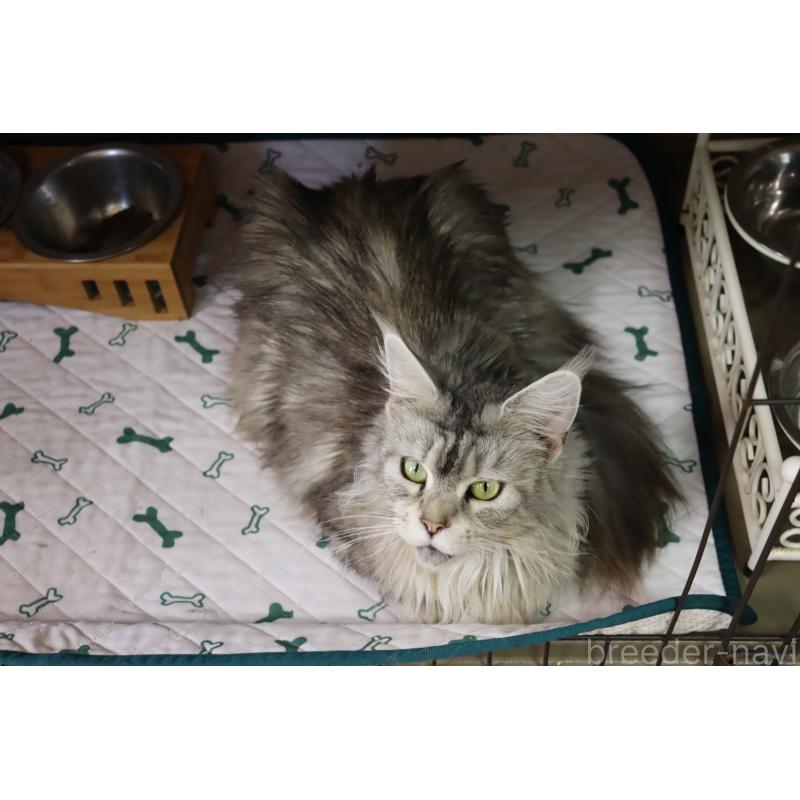 販売中の千葉県のメインクーン-138347の3枚目