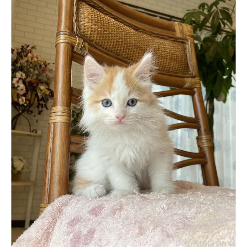 販売中の埼玉県のサイベリアン-138345の7枚目