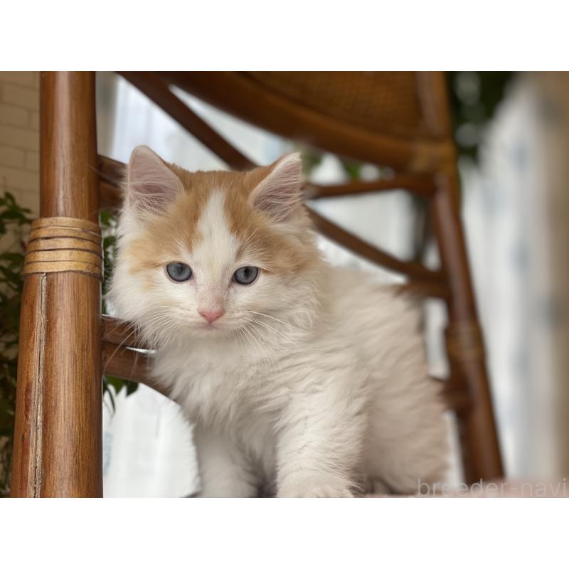 販売中の埼玉県のサイベリアン-138345の6枚目