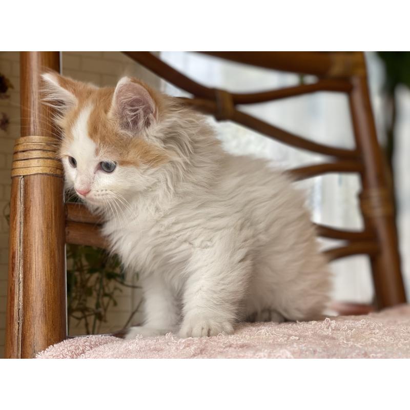 販売中の埼玉県のサイベリアン-138345の5枚目