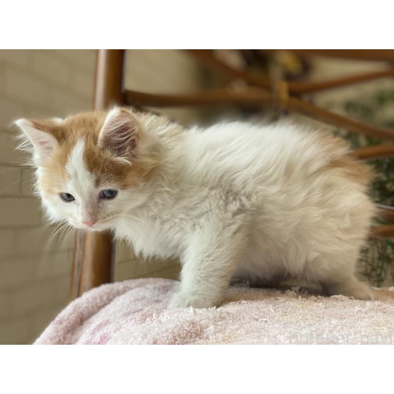 販売中の埼玉県のサイベリアン-138345の4枚目