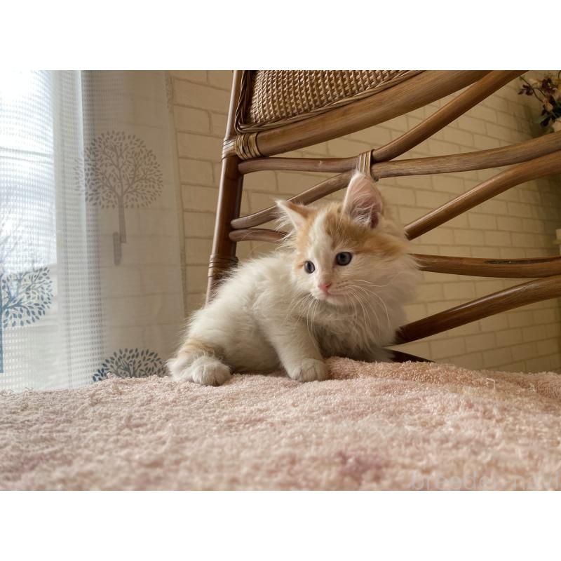 販売中の埼玉県のサイベリアン-138345の3枚目