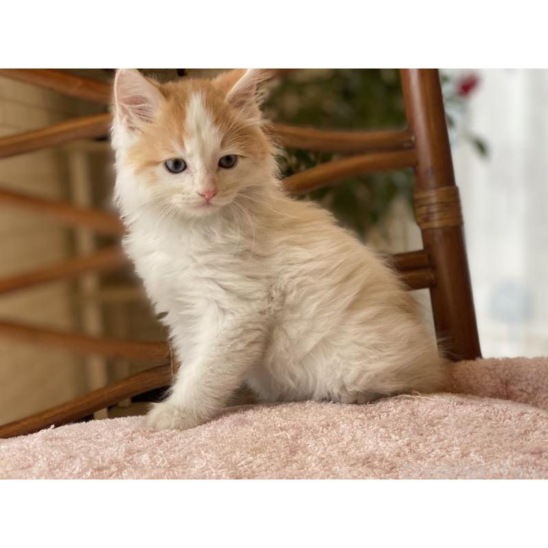 販売中の埼玉県のサイベリアン-138345の2枚目