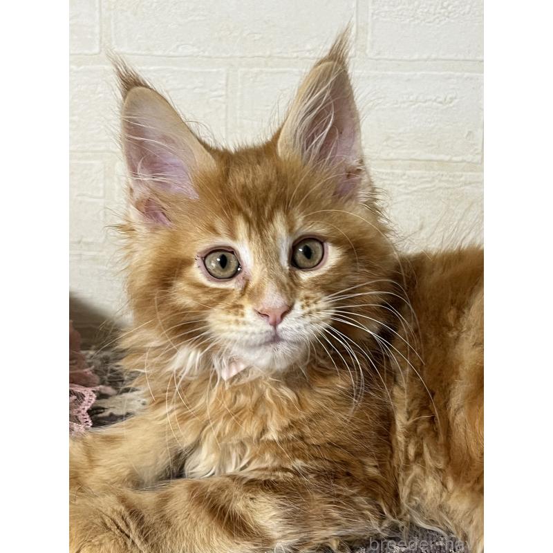 販売中の神奈川県のメインクーン-138354の1枚目