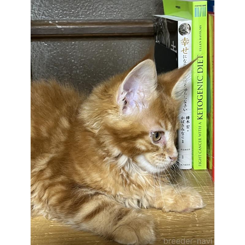 販売中の神奈川県のメインクーン-138354の10枚目