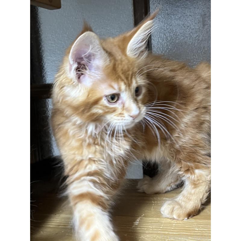 販売中の神奈川県のメインクーン-138354の9枚目