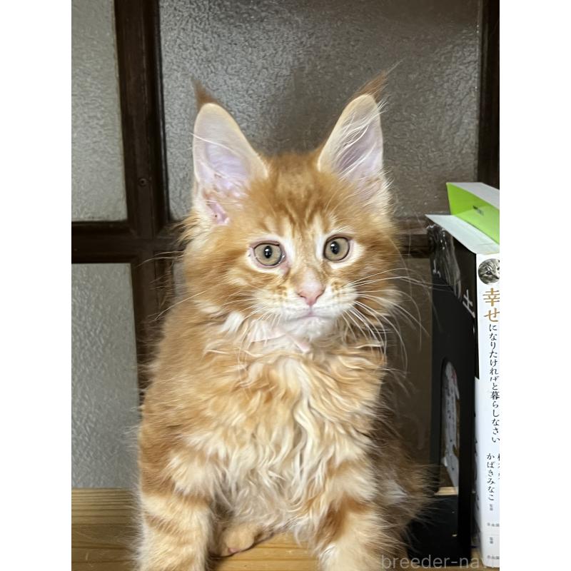 販売中の神奈川県のメインクーン-138354の8枚目