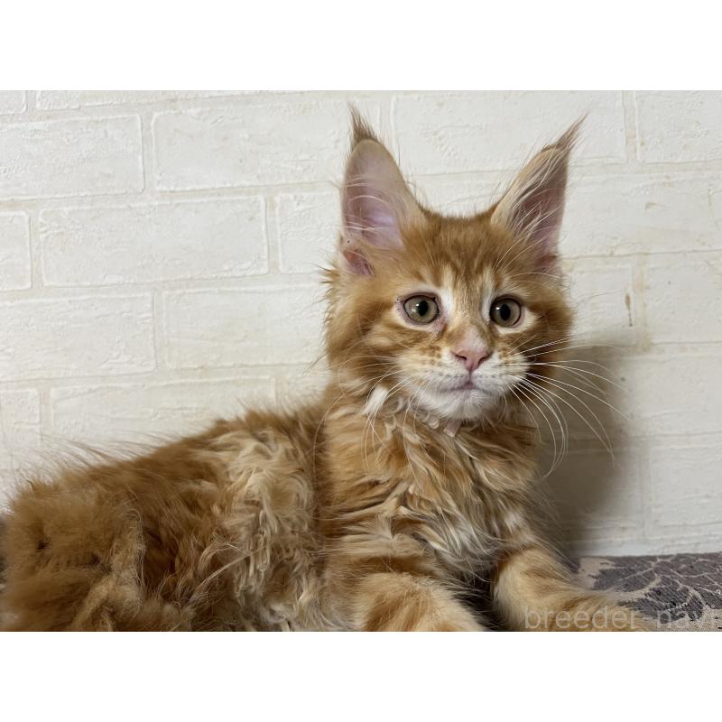 販売中の神奈川県のメインクーン-138354の7枚目