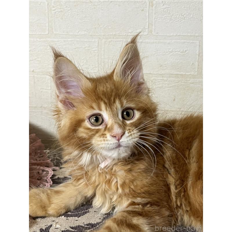 販売中の神奈川県のメインクーン-138354の6枚目