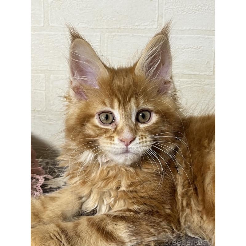 販売中の神奈川県のメインクーン-138354の5枚目