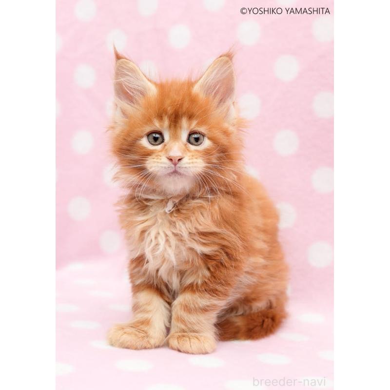 販売中の神奈川県のメインクーン-138354の4枚目