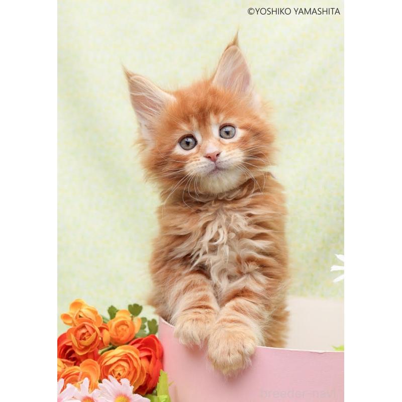 販売中の神奈川県のメインクーン-138354の3枚目