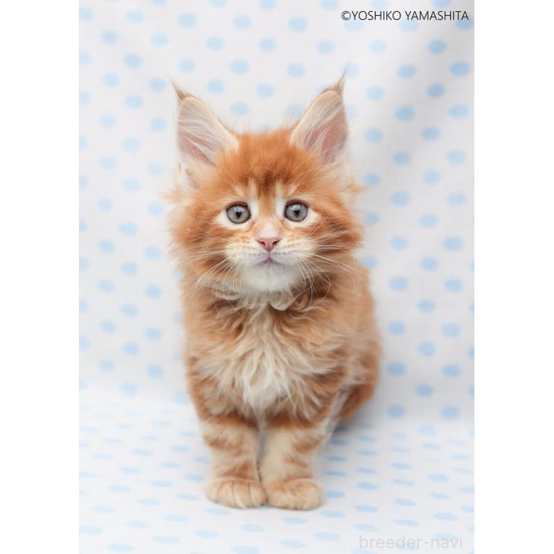 販売中の神奈川県のメインクーン-138354の2枚目