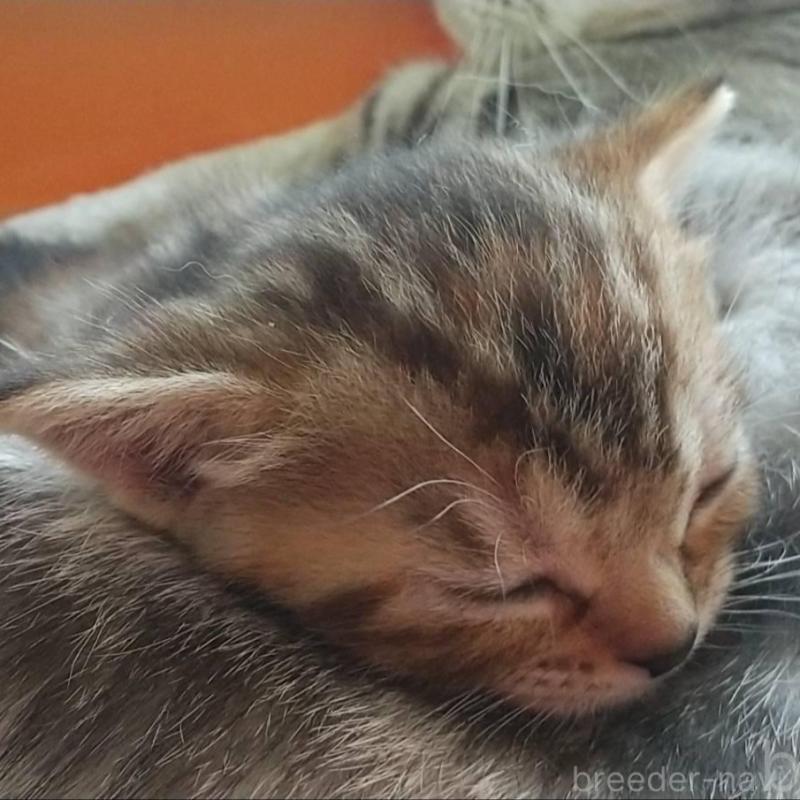 販売中の愛知県のアメリカンショートヘア-138352の1枚目