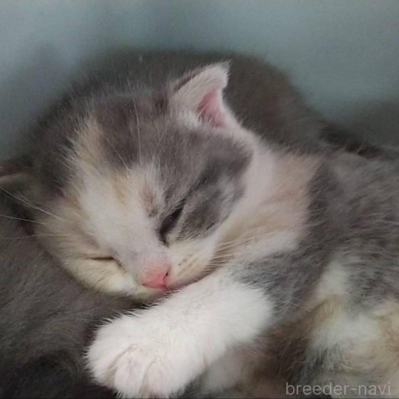 販売中の愛知県のスコティッシュフォールド(折れ耳)-138356の1枚目