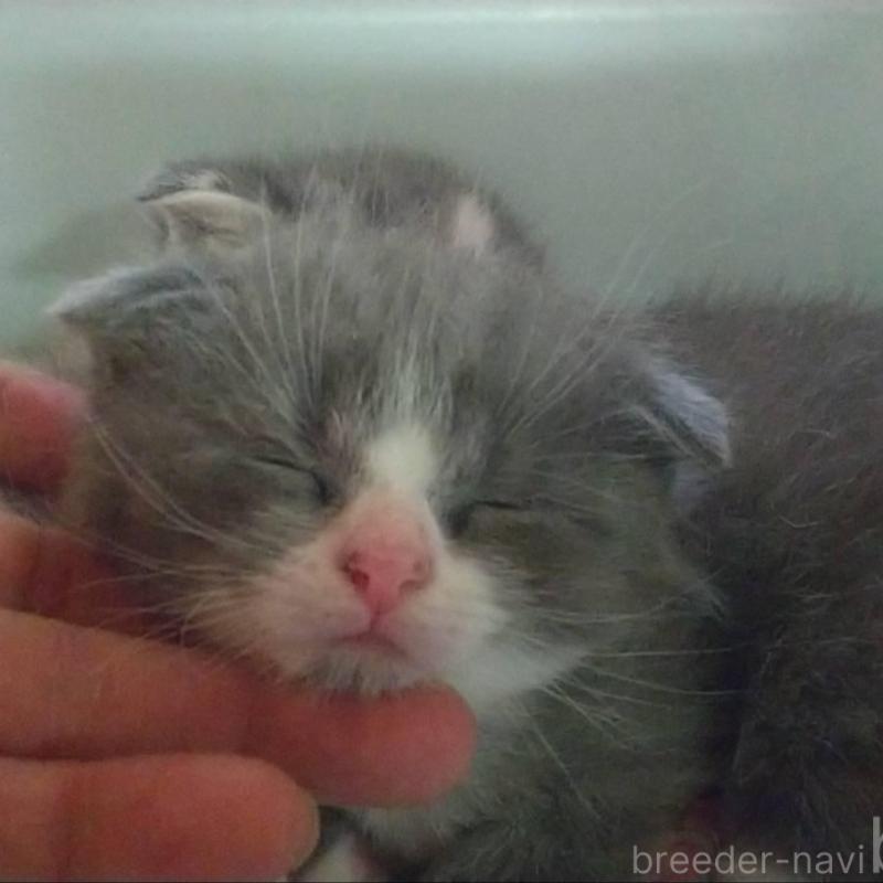 販売中の愛知県のスコティッシュフォールド(折れ耳)-138357