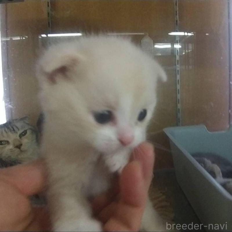 販売中の愛知県のスコティッシュフォールド(折れ耳)-138358