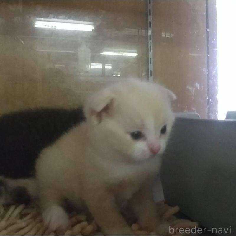 販売中の愛知県のスコティッシュフォールド(折れ耳)-138358の2枚目
