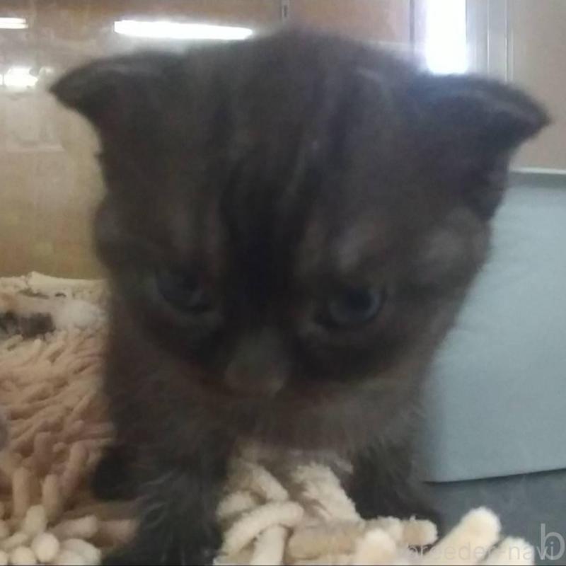 販売中の愛知県のスコティッシュフォールド(折れ耳)-138359の2枚目