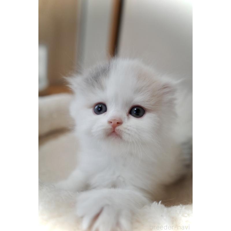 販売中の三重県のスコティッシュフォールド(折れ耳)-138091