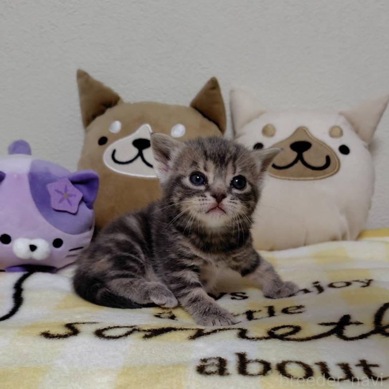 販売中の埼玉県のアメリカンショートヘア-138360の5枚目